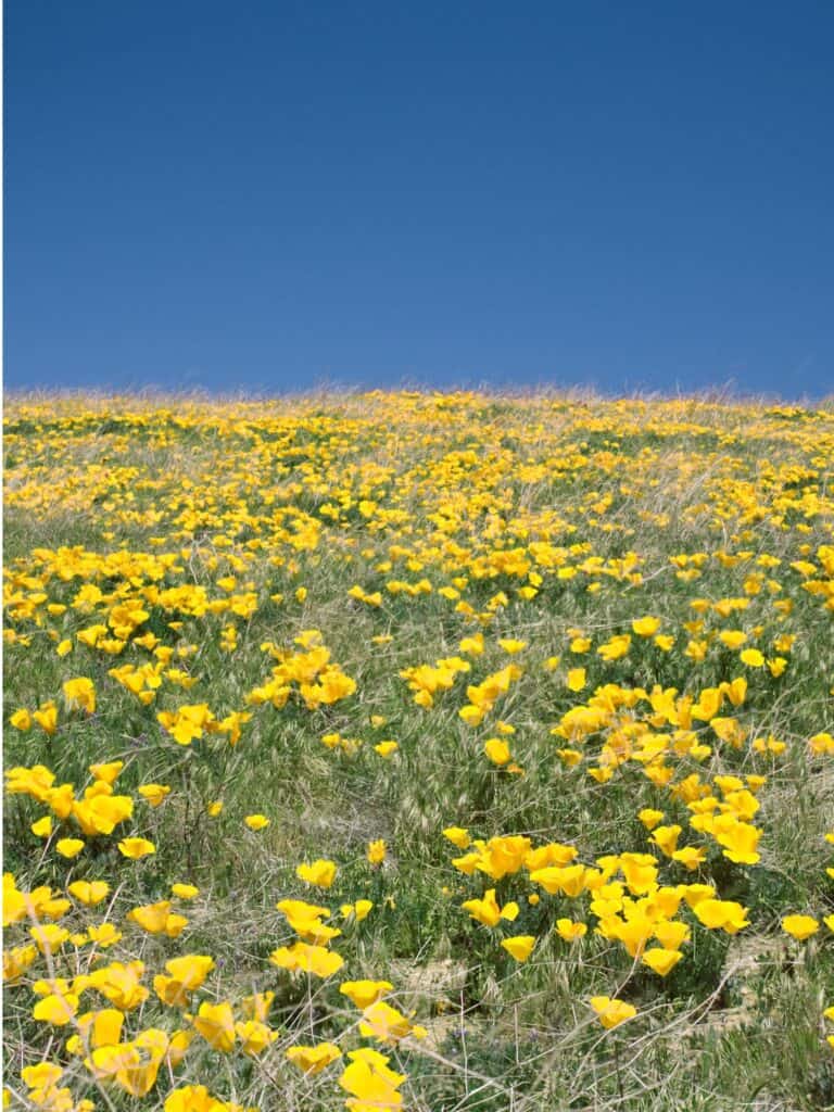 A grassy field full of yellow wood poppies.