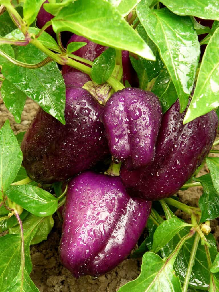 Purple bell peppers with water droplets on them and green leaves all around.