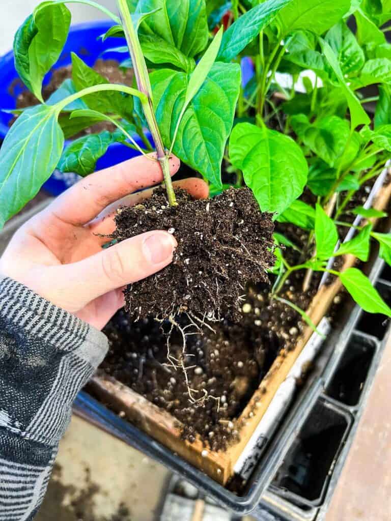 How To Start Pepper Plants From Seed