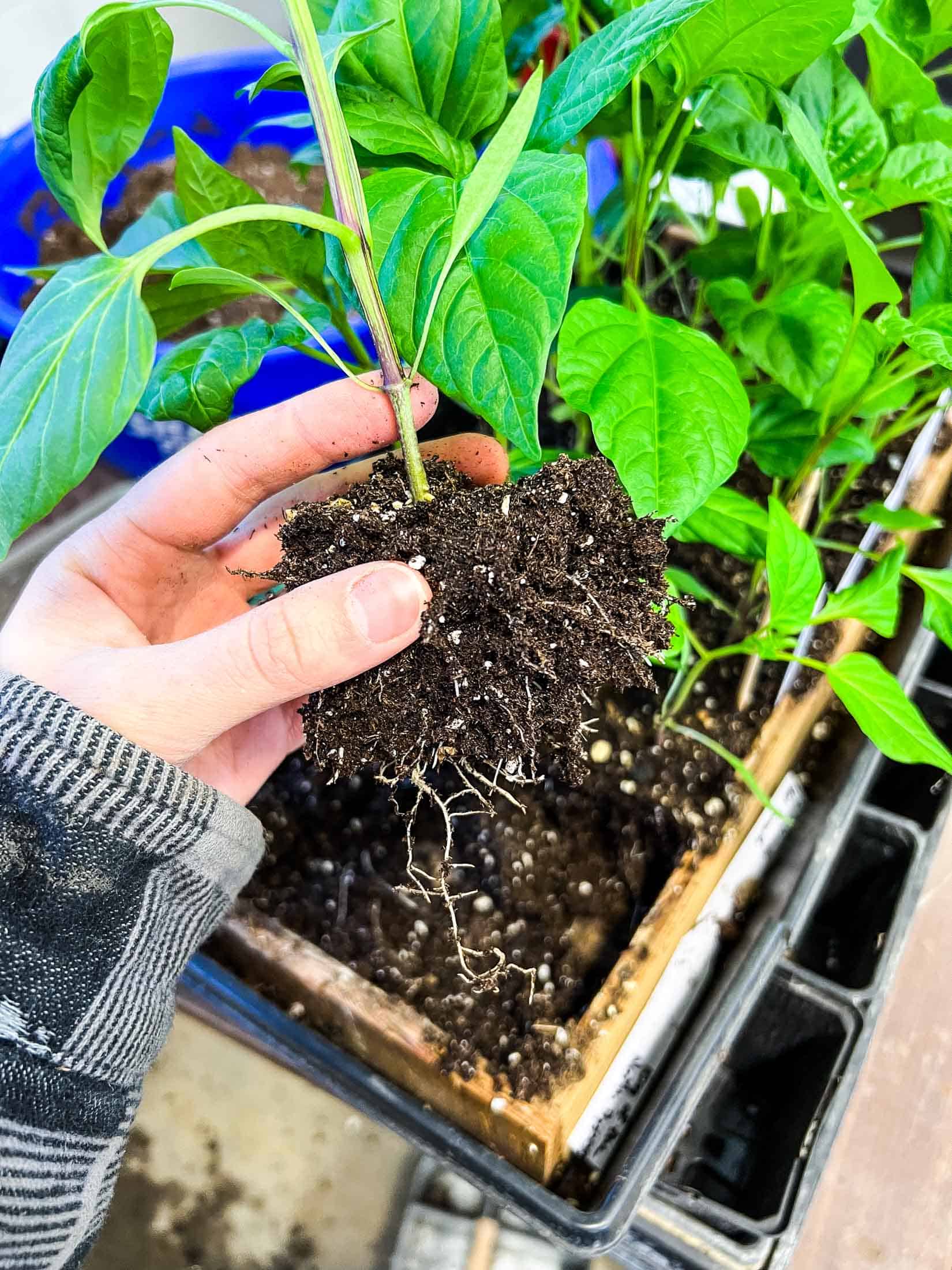 How To Start Pepper Plants From Seed
