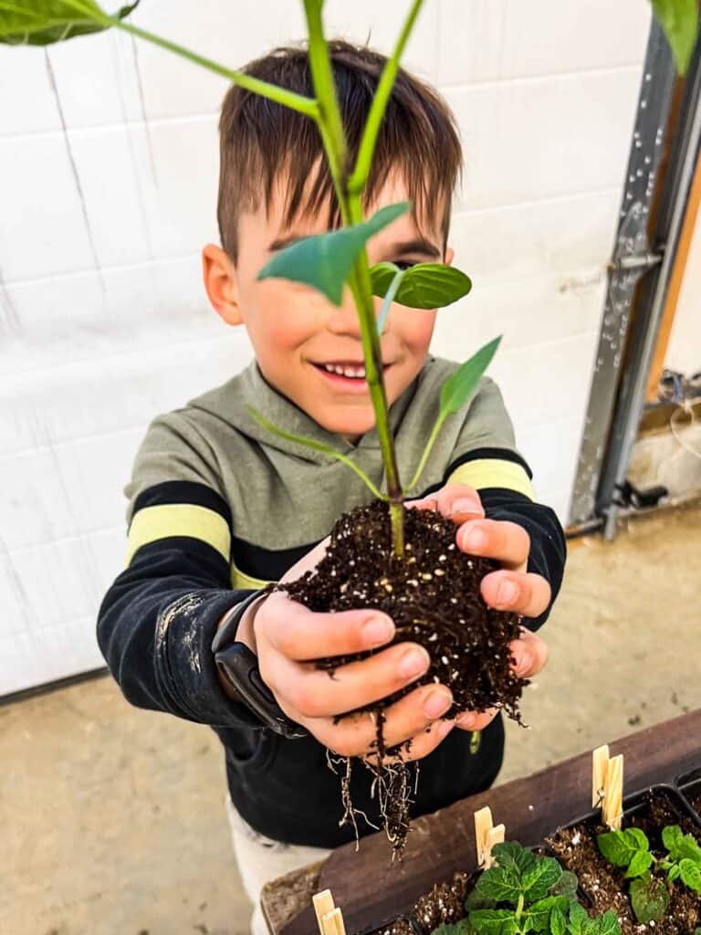 Boy holding a soil blocked pepper plant.